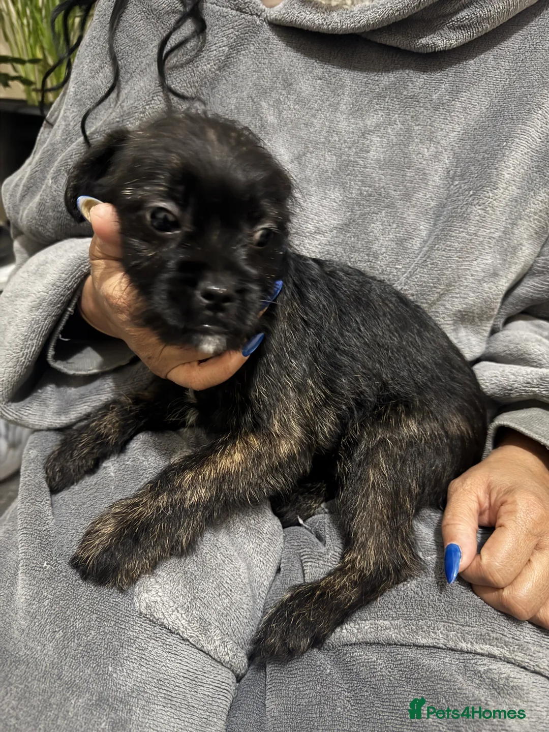 Mixed Breed dogs for sale: 3 shih poo-3/4 French bulldog-1/4 Stafford left - Advert 3