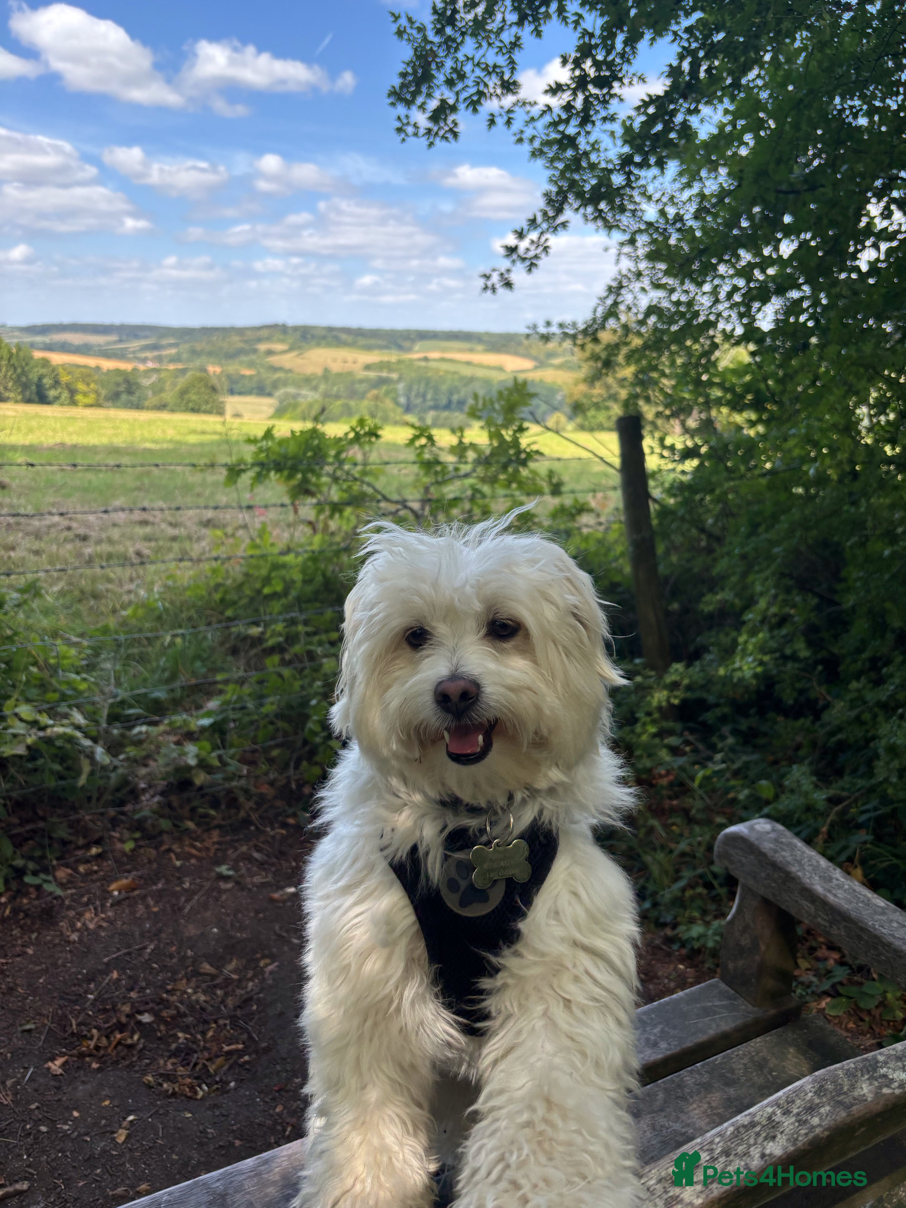 Mixed Breed dogs Zeus Exceptional Maltese x Whippet   - Advert 1