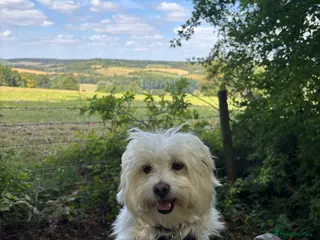 Mixed Breed dogs Zeus Exceptional Maltese x Whippet - Advert 1