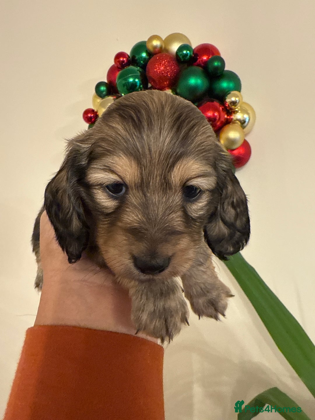 Miniature Dachshund dogs for sale: LONG HAIRED MINI DACSHUND  - Advert 11