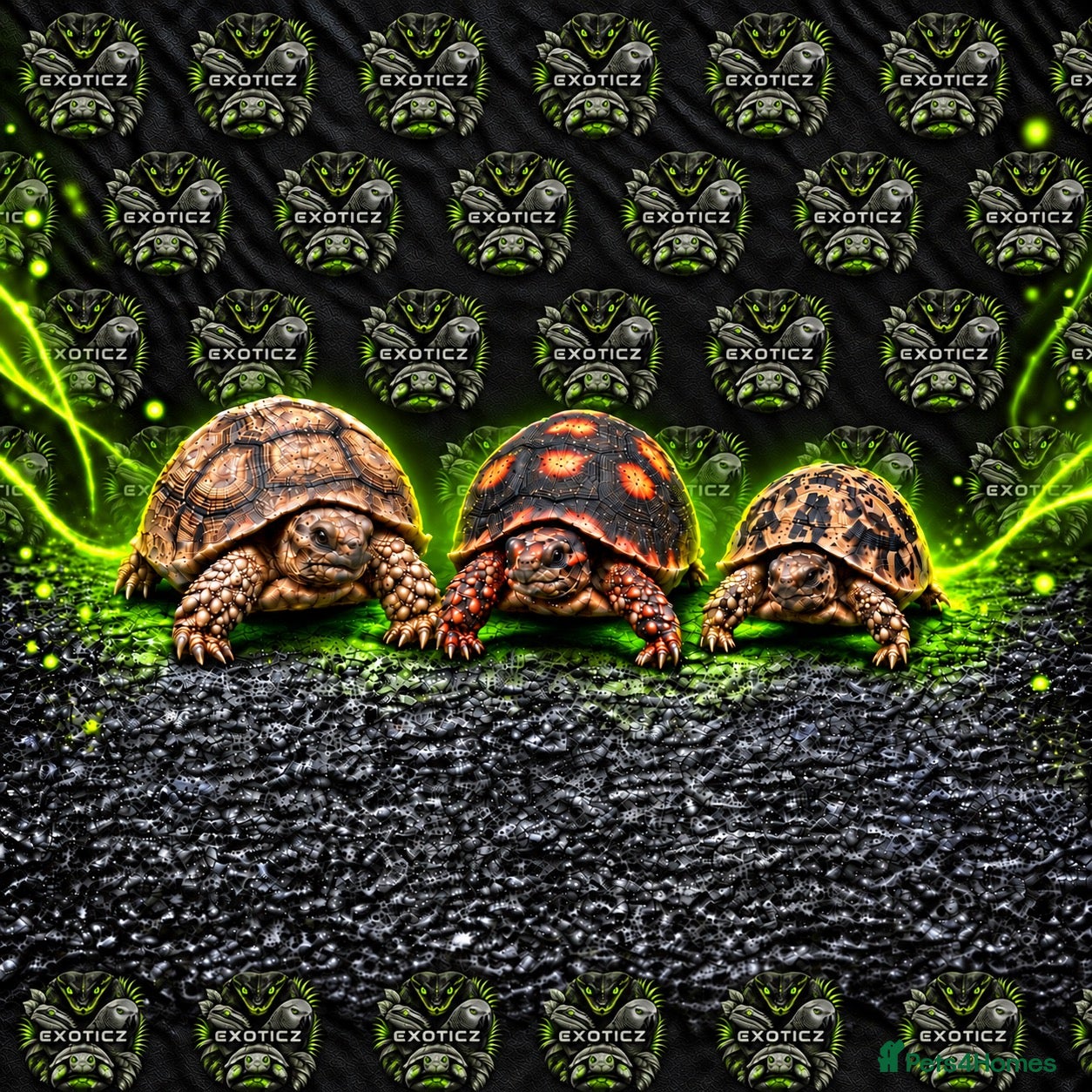 Tortoise reptiles 🐢 Tortoise Babies 🐢 - Advert 1