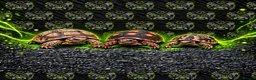 Tortoise reptiles for sale: 🐢 Tortoise Babies 🐢 - Advert 1