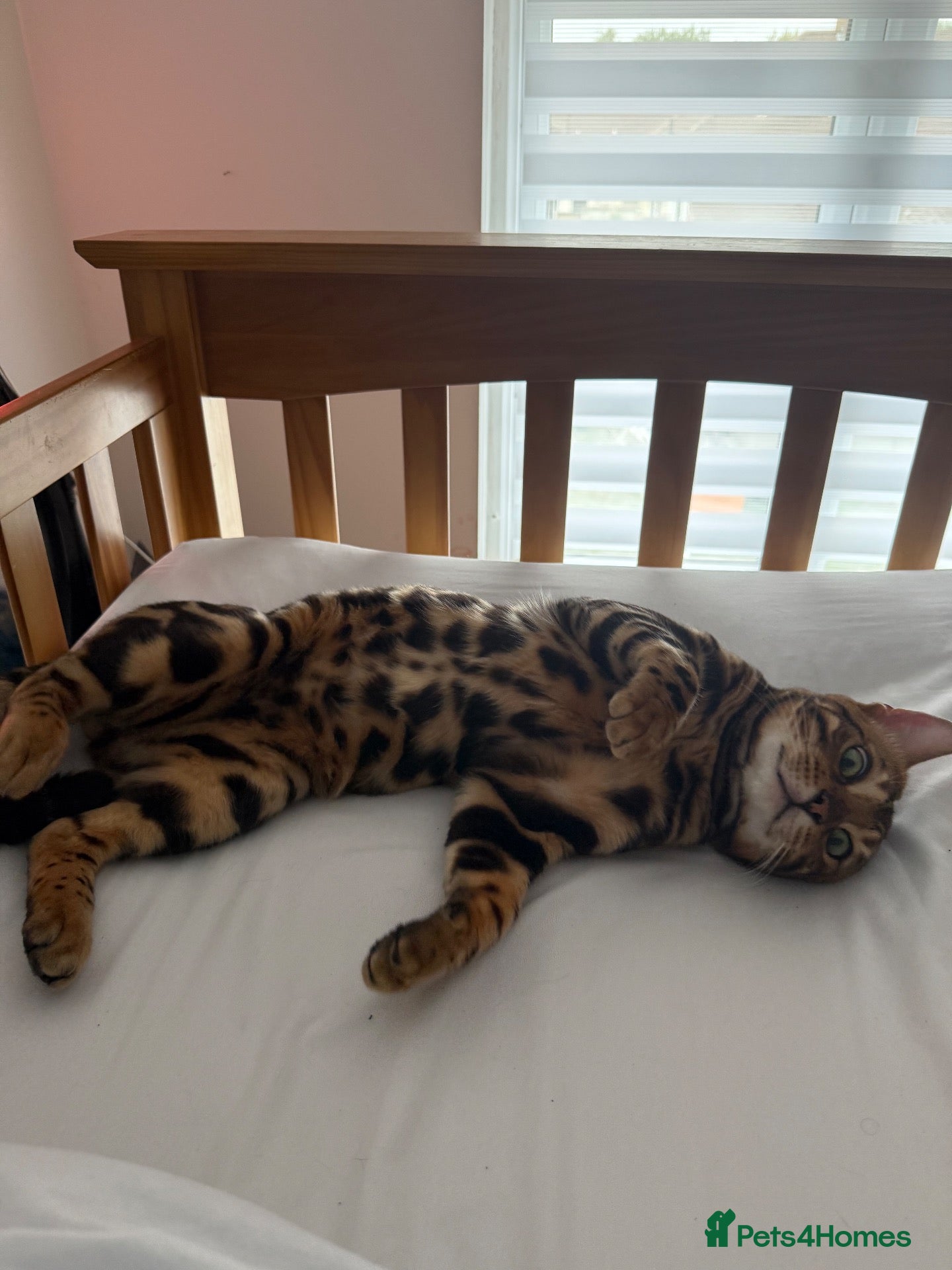 Bengal cats Bengal Kittens Looking for Loving Homes 🐾  - Advert 1