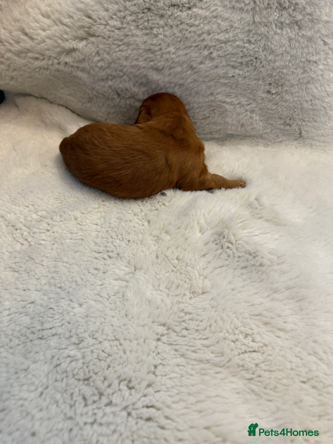Cockapoo dogs for sale: F1 stunning cockerpoo puppies - Advert 13