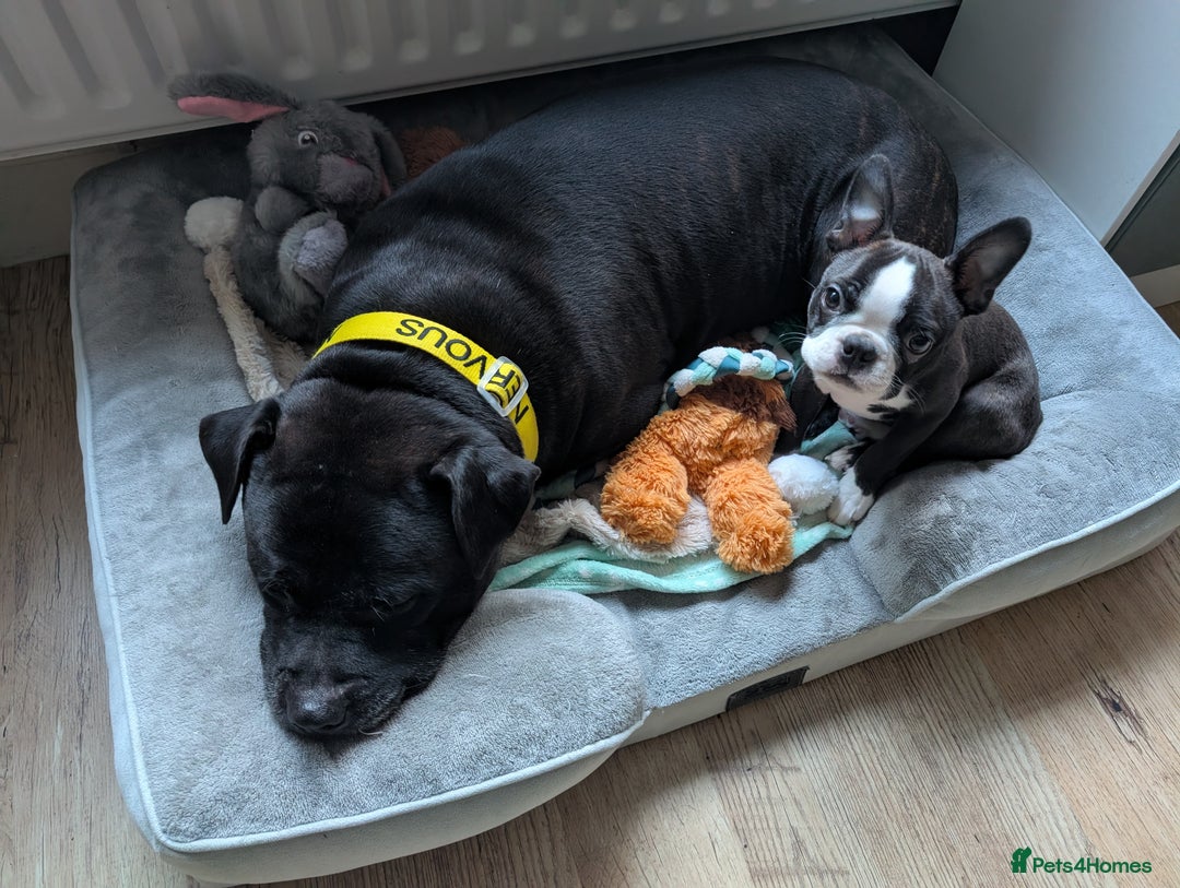 Staffordshire Bull Terrier dogs for sale: Lovely Staffie boy  - Advert 1