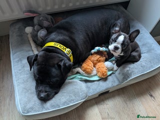 Staffordshire Bull Terrier dogs Lovely Staffie boy - Advert 16