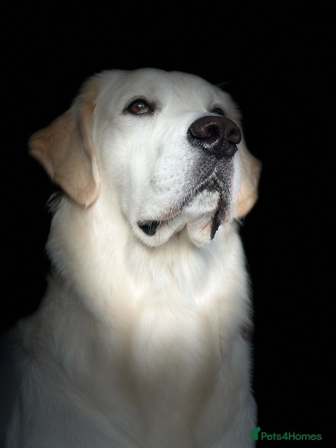 Golden Retriever dogs for stud: Stunning Golden Retriever Stud Dog KC Registered in Beverley - Advert 7