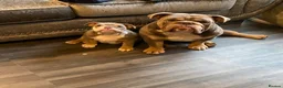 English Bulldog dogs for stud: 💚 KYLO 💚 - Advert 6