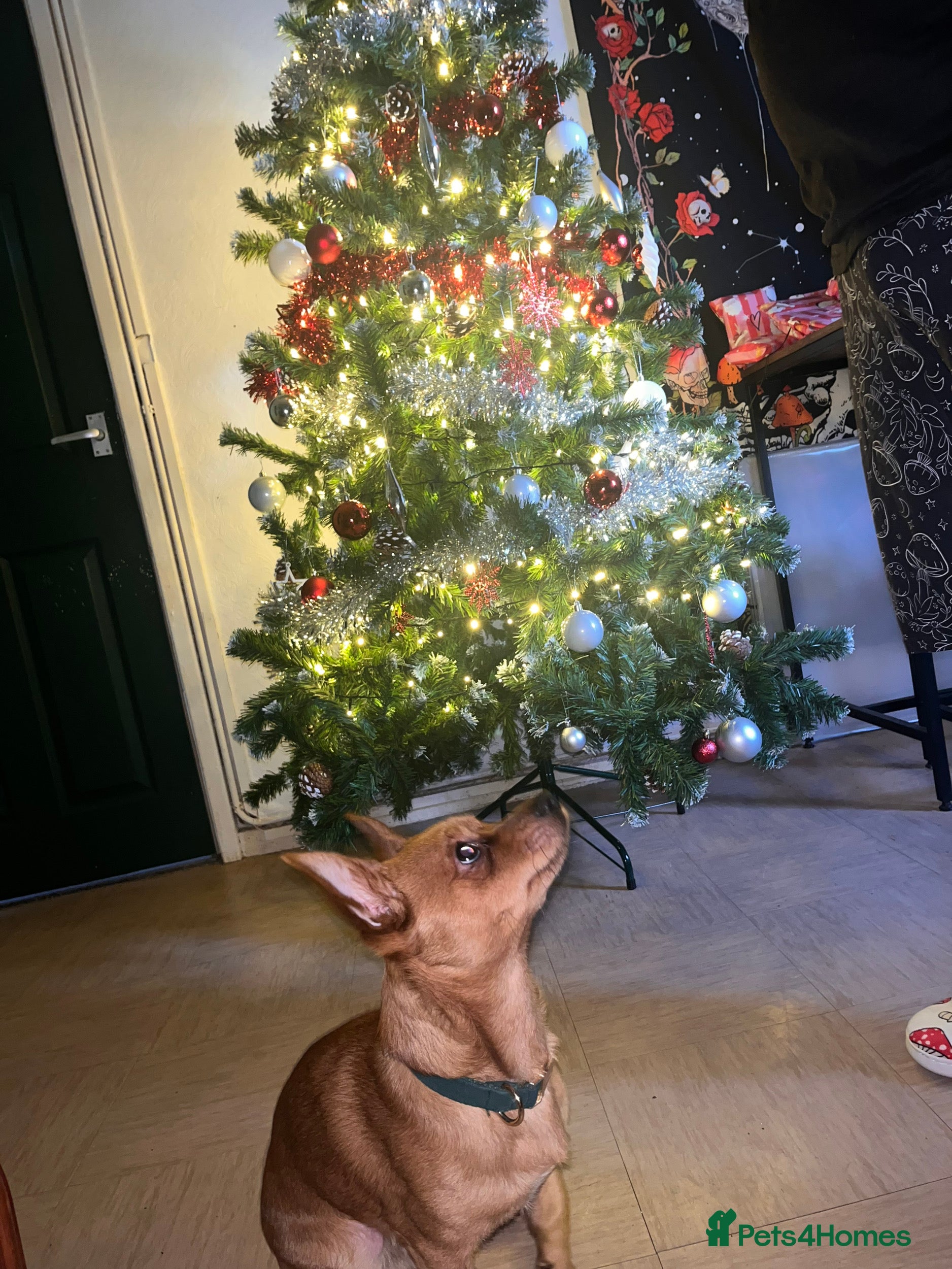 Mixed Breed dogs Open to offers close to £100 - Advert 1