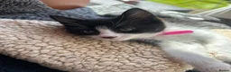 Mixed Breed cats for sale: Friendly playful kittens - Advert 15