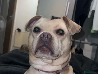 Mixed Breed dogs Staffy x frenchie - Advert 1