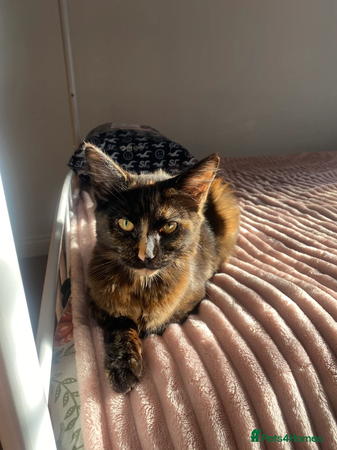 Maine Coon cats for sale: friendly female tortoiseshell cat  - Advert 2