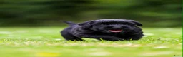 Giant Schnauzer dogs for sale: TRUE QUALITY GIANT SCHNAUZER PUPPIES - Advert 10