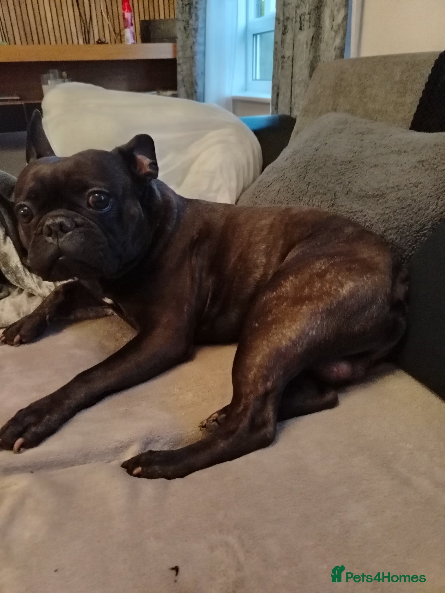 French Bulldog dogs French bulldog Billy  - Advert 2