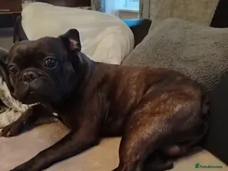 French Bulldog dogs French bulldog Billy - Advert 9