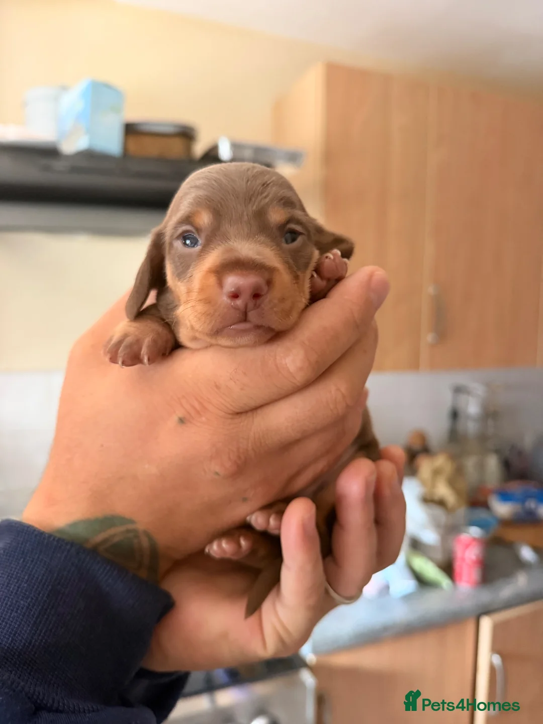 Miniature Dachshund dogs for sale: Miniature dachshund  in Bala - Advert 2