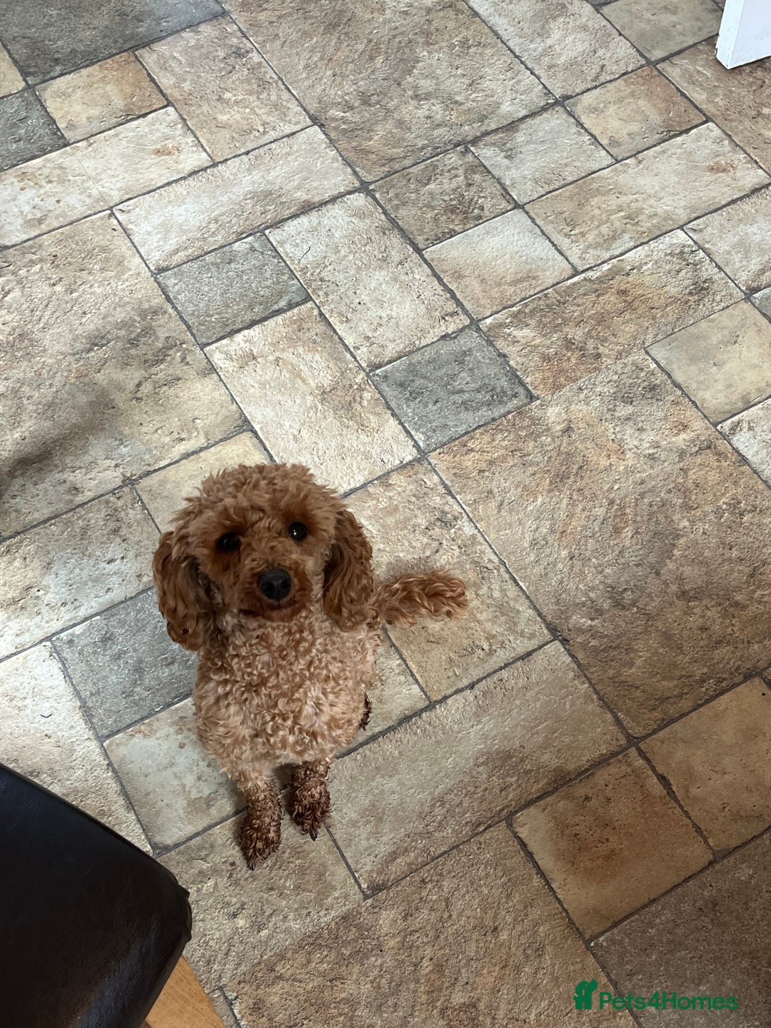 Toy Poodle dogs for sale: Bonnie - Advert 4