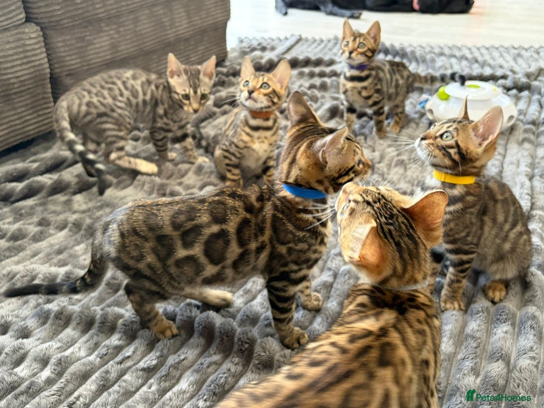 Bengal cats for sale: 12 Bengal Cubs Ready for Their Forever Home - Image 2