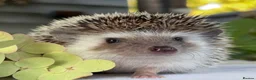 Pygmy Hedgehog rodents for sale: Boy African Pygmy Hedgehog Ethnical breeding mixed - Advert 4