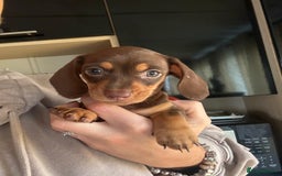 Miniature Dachshund dogs for sale: Miniature dachshunds 1 boy 3 girls - Advert 4