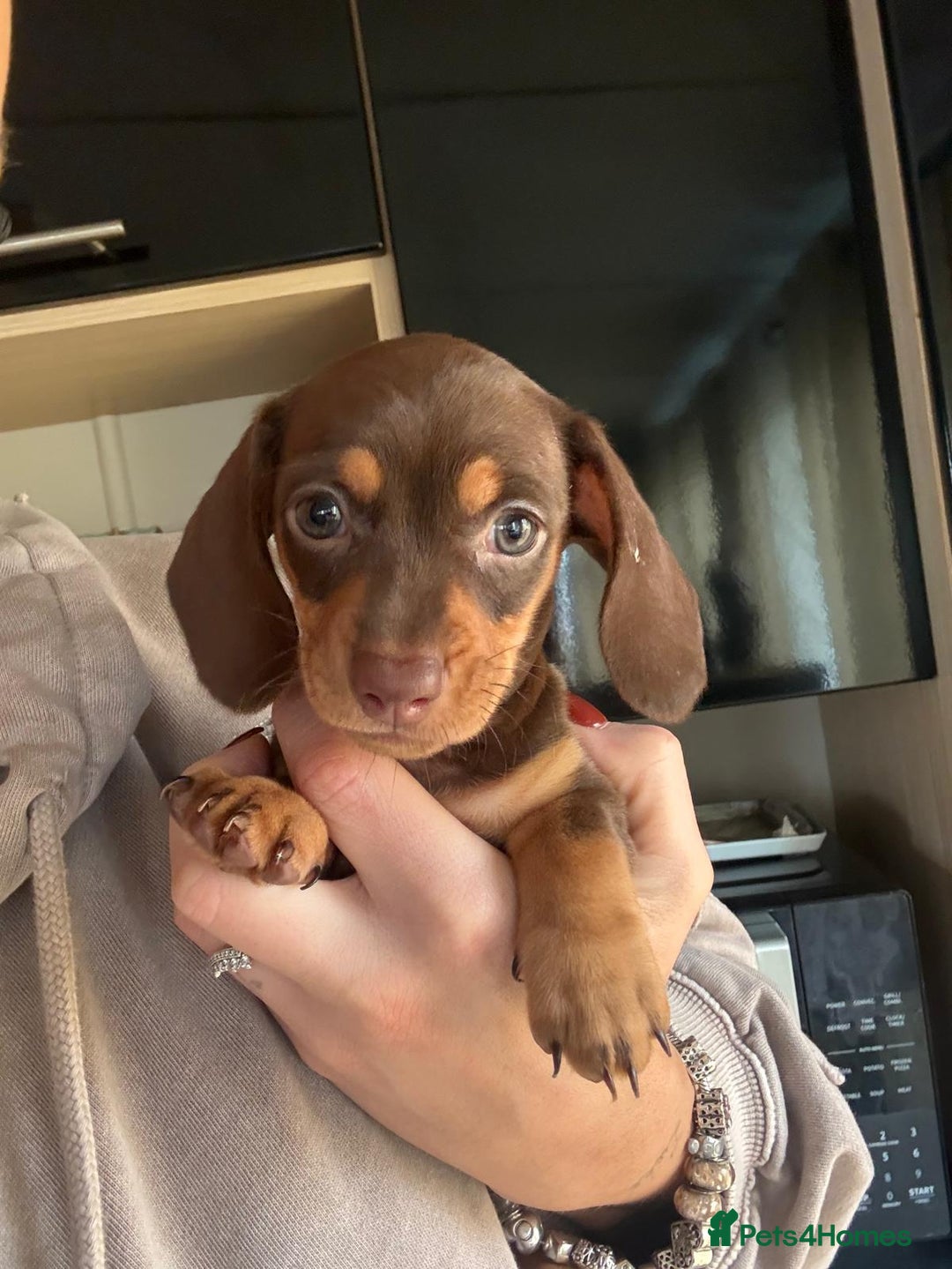Miniature Dachshund dogs for sale: Miniature dachshunds 1 boy 3 girls - Advert 4