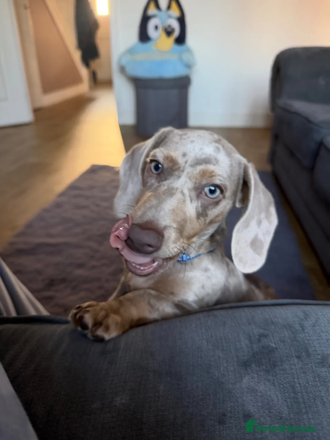 Dachshund dogs for sale: Miniature Dachshund 5month old puppy - Advert 5