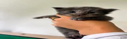 Maine Coon cats for sale: Maine Coon Kittens Russian & European Lines  - Advert 4