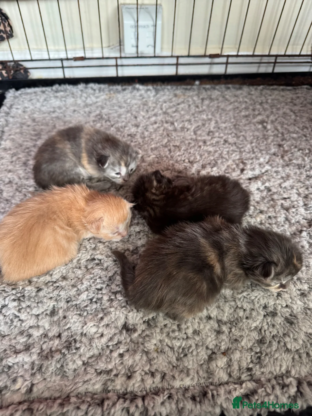 Maine Coon cats for sale: Mainecoon kittens - Advert 1