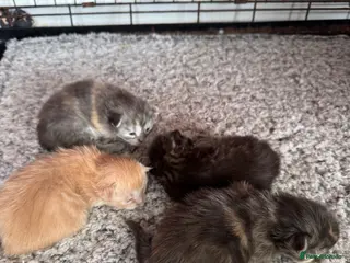 Maine Coon cats Mainecoon kittens - Advert 7