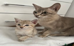 Tonkinese cats for sale: GCCF Registered Tonkinese Kittens - Image 14