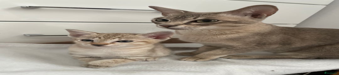 Tonkinese Kitten 2