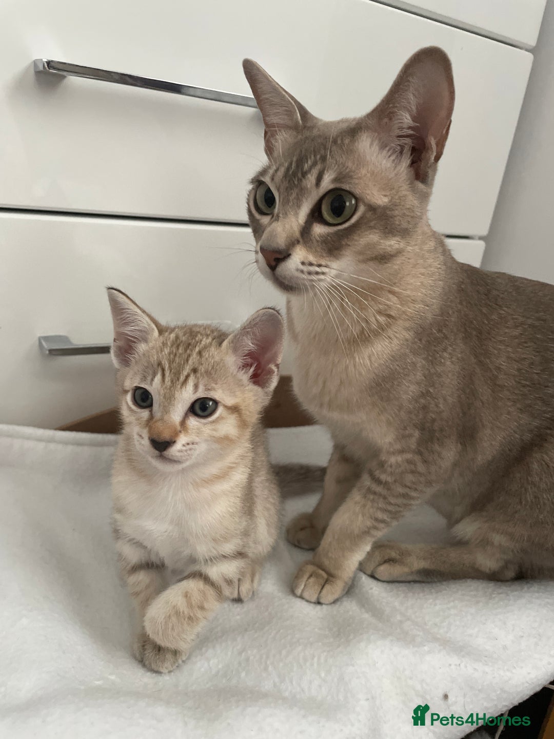 Tonkinese cats for sale: GCCF Registered Tonkinese Kittens - Image 14
