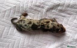 Miniature Dachshund dogs for sale: 🏆Champion Show Lines Kc Miniature Dachshunds 🏆 - Image 5