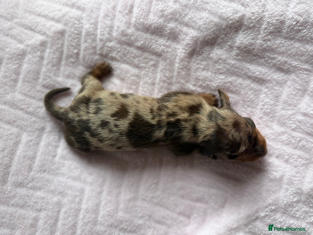 Miniature Dachshund dogs for sale: 🏆Champion Show Lines Kc Miniature Dachshunds 🏆 - Image 5