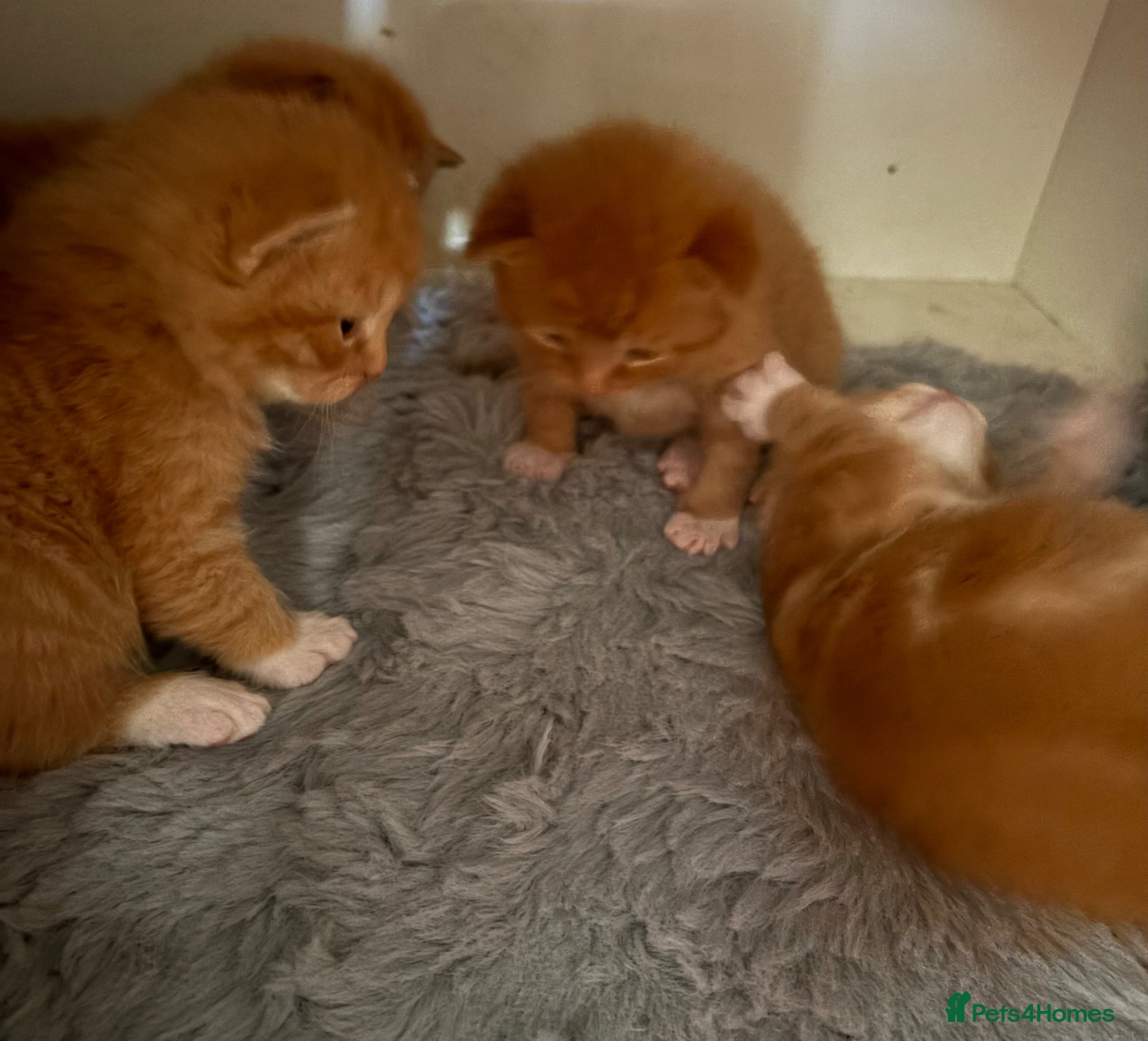 Mixed Breed cats Maine Coone x Ragdoll Full Ginger Litter - Advert 5
