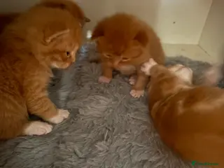 Mixed Breed cats Maine Coone x Ragdoll Full Ginger Litter - Advert 5