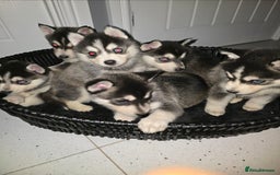 Pomsky dogs for sale: Beautiful F4 blue eyed Pomsky puppies  - Image 8