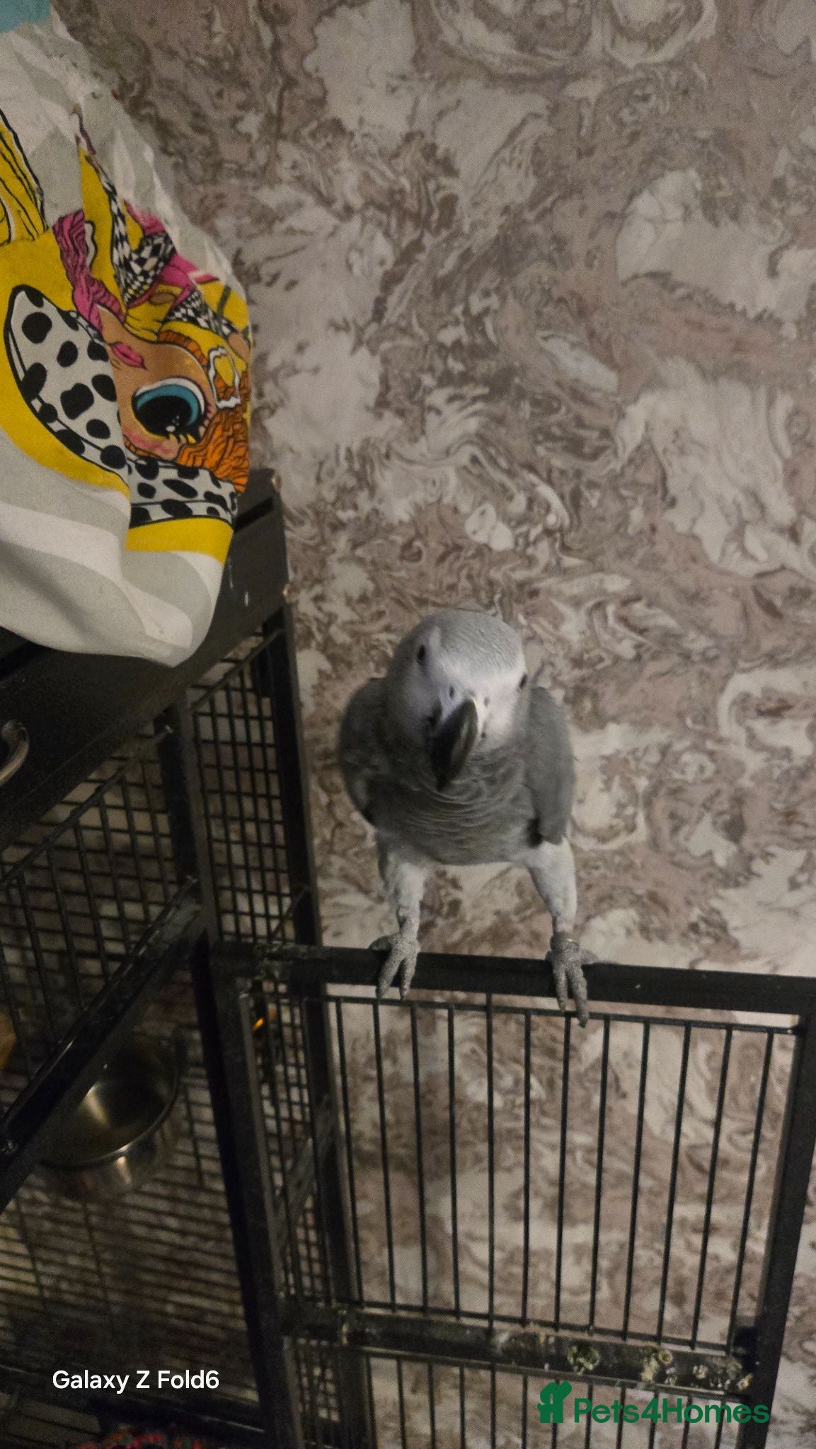 Parrots birds Africa gray  - Advert 1