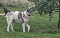 Mixed Breed dogs for adoption: Perfect PICKLE - Image 10