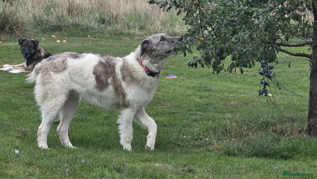 Mixed Breed dogs for adoption: Perfect PICKLE - Image 10