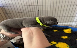 Staffordshire Bull Terrier dogs for sale: 🐶 KC Reg Staffordshire Bull Terrier Puppies 🐶 - Image 6