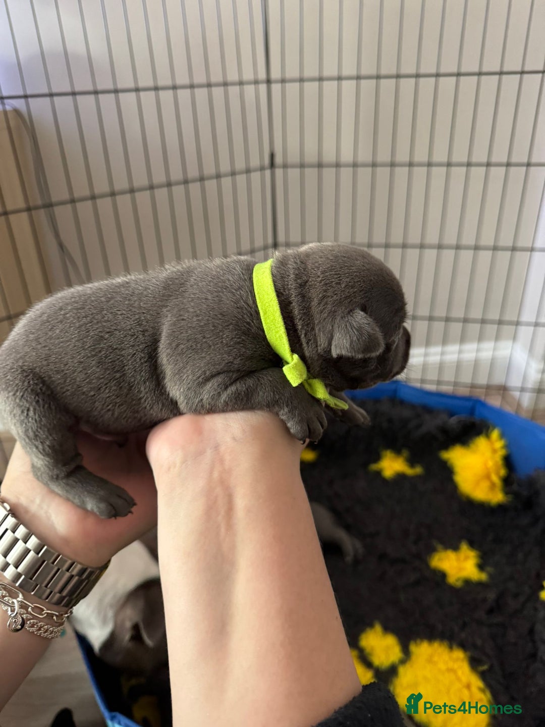 Staffordshire Bull Terrier dogs for sale: 🐶 KC Reg Staffordshire Bull Terrier Puppies 🐶 - Image 6