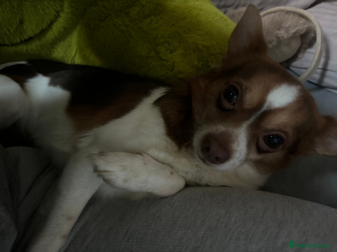 Mixed Breed dogs for sale: Hello im cash!  - Advert 3