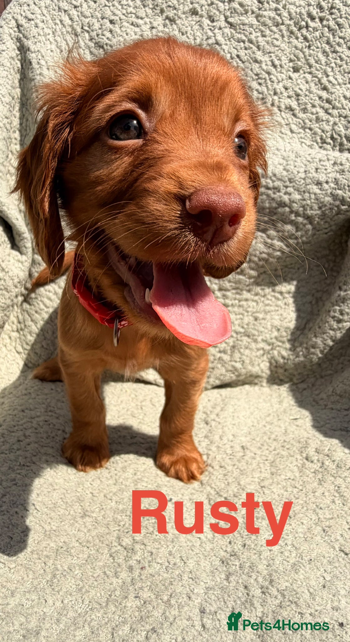 Cocker Spaniel dogs for sale: Working cocker spaniels  - Advert 2