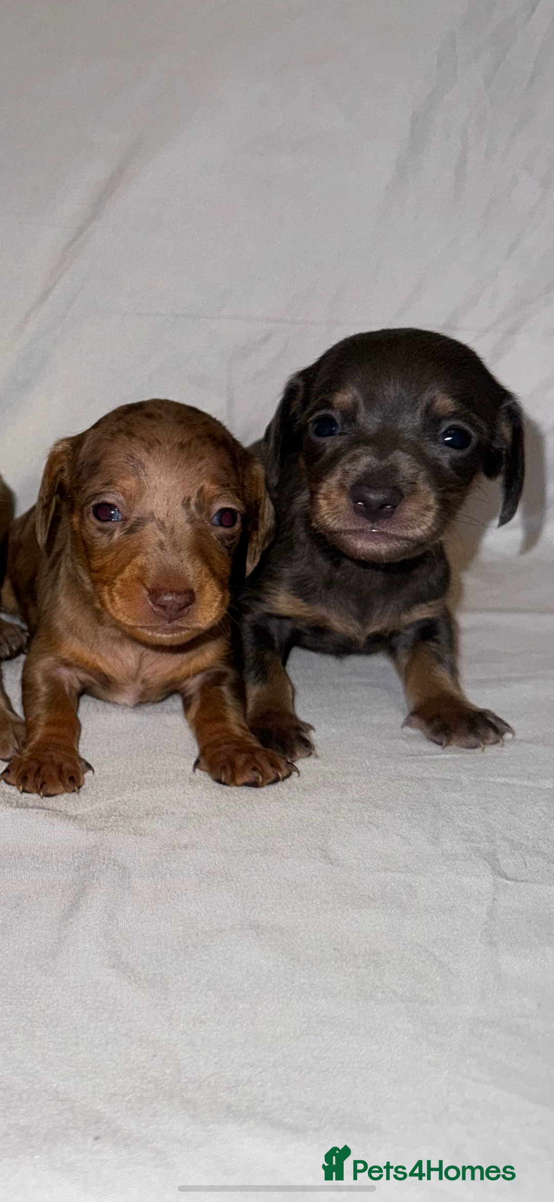 Miniature Dachshund dogs for sale: Miniature Dachshunds Available - Advert 7