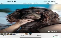 Cocker Spaniel dogs for stud: Cocker spaniel  - Image 3