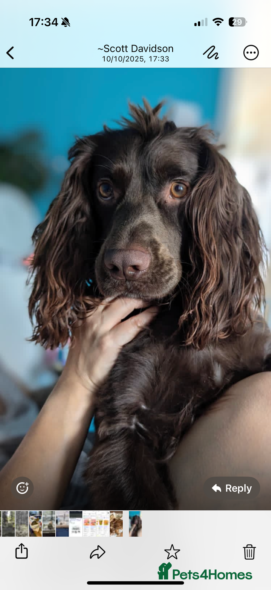 Cocker Spaniel dogs for stud: Cocker spaniel  - Image 3