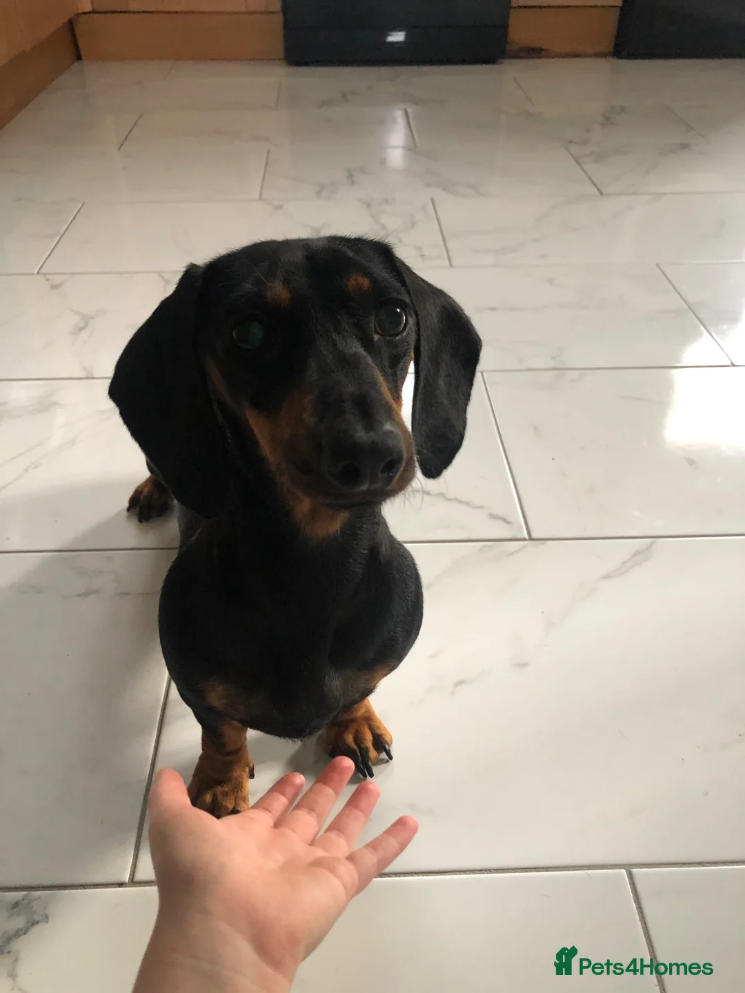 Miniature Dachshund dogs for sale: Miniature Dachshund puppies 🐶  - Advert 2