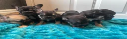 French Bulldog dogs for sale: STUNNING LITTER AVAILABLE NOW!  - Advert 18