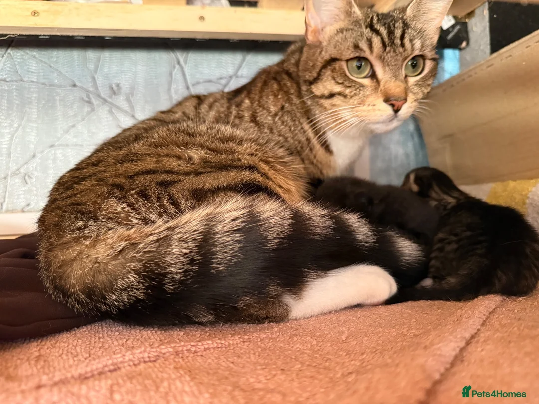 Mixed Breed cats for sale: 🐾 2 Female Cats Looking for a Loving Home 🐾 - Advert 1